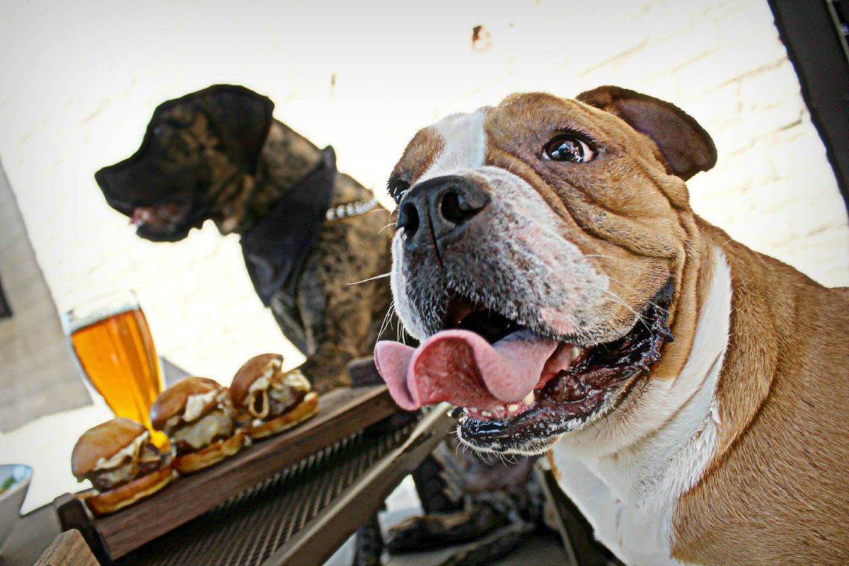 Best Dog Friendly Restaurants Austin Texas for You and Your Pup